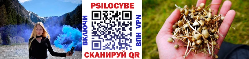 Псилоцибиновые грибы Psilocybe  купить  сайты  Малаховка 